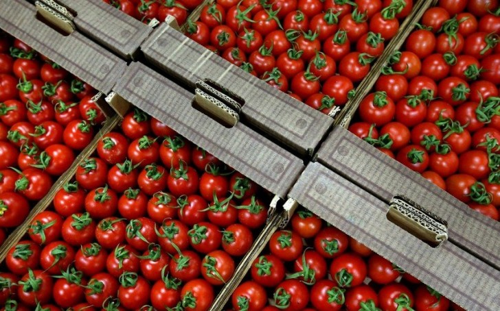 Azərbaycan Körfəz və Avropa ölkələrinə pomidor ixrac etməyə hazırlaşır