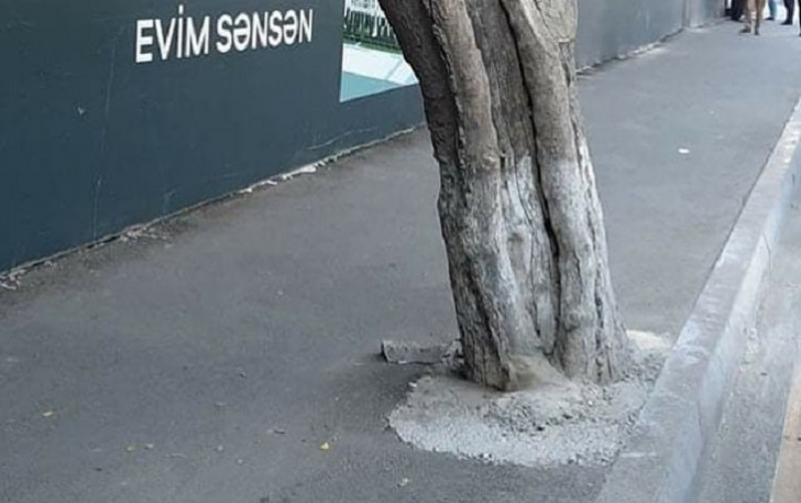 Ağacların dibinin betonlanması ilə bağlı açıqlama -