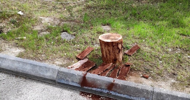 35 minlik ağacları kəsən şirkət cəzalandırıldı