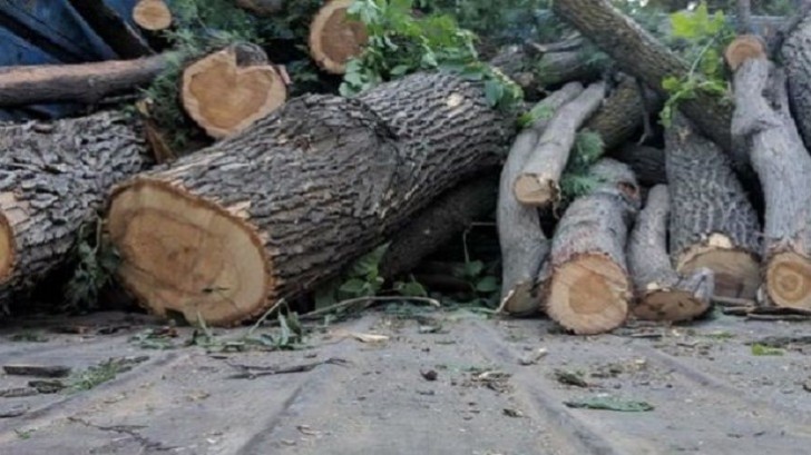 Qazaxda bələdiyyə sədrinə ağacların qanunsuz kəsilməsi ilə bağlı cinayət işi açıldı