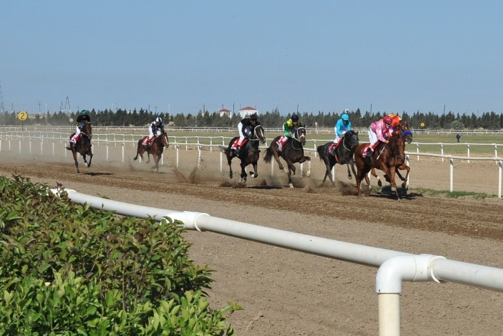 Milli cins atların cıdır yarışlarına start verilir