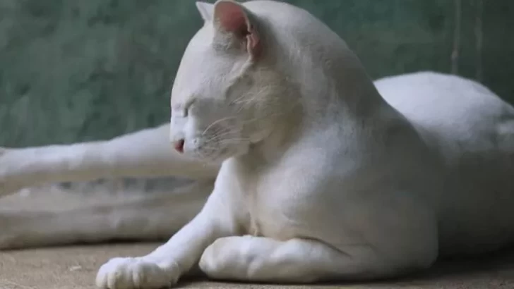 Dünyanın ilk albinos oselo pişiyi tapıldı