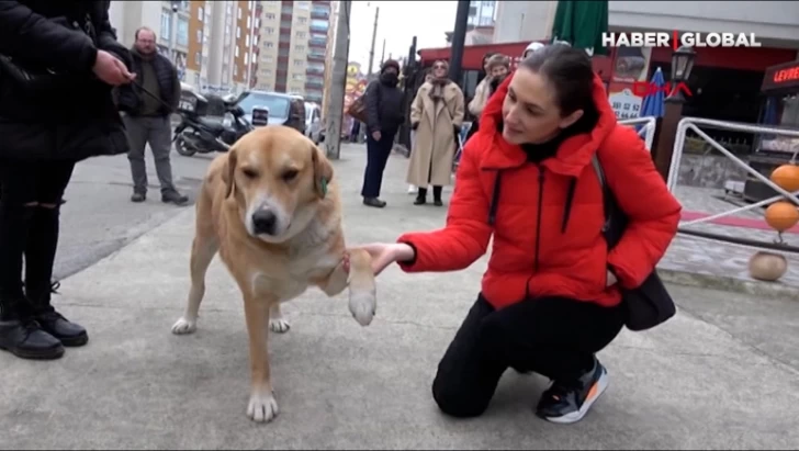 Tərk edilmiş it 3 ildir yeni yerdə sahibini gözləyir -