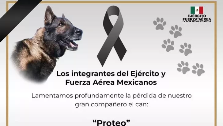Meksikadan olan “Proteo” xilasedici iti ölüb