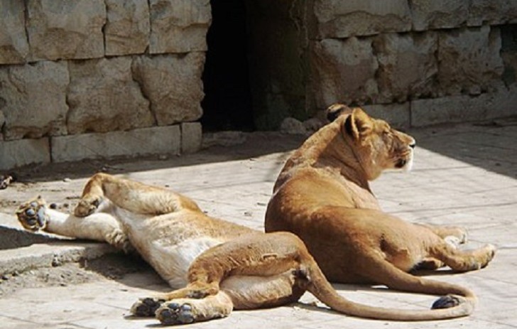 Yaponiyada heyvanxanada koronavirusa yoluxan aslanlar ölüb