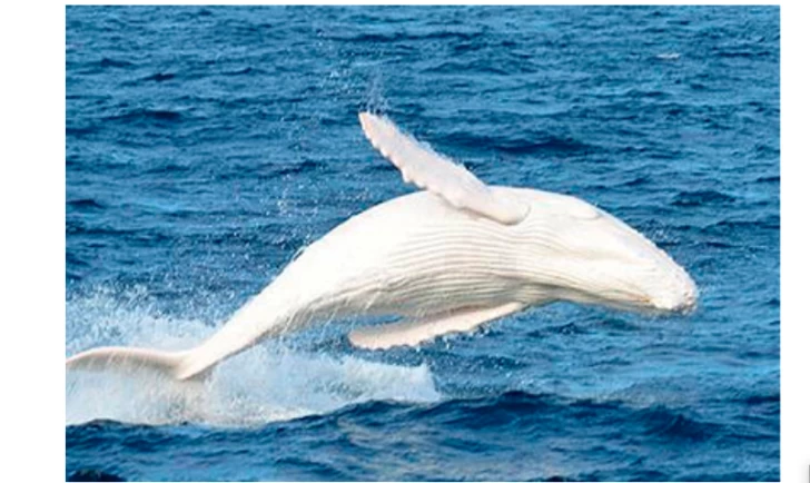 Kaliforniya sahillərində nadir albinos qatil balina tapılıb