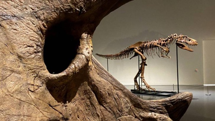 Fransada 150 milyon illik dinozavr skeleti hərraca çıxarılacaq