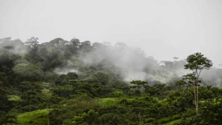 Braziliya Amazonlarında meşələrin qırılması 11 ayda 22,3 faiz azalıb