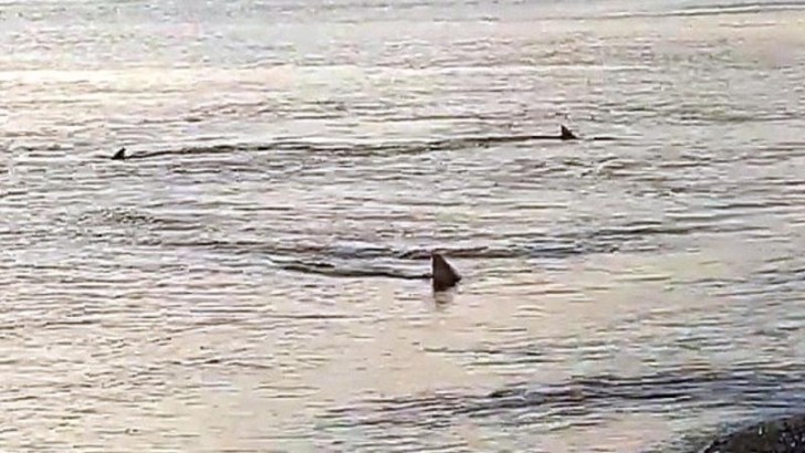 Meksikada qadın köpək balığının hücumu nəticəsində ölüb