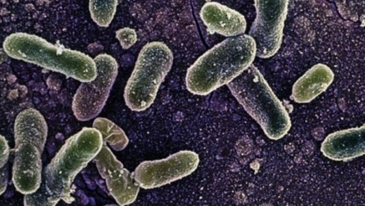 ABŞ və Kanadada salmonella epidemiyası 8 nəfərin ölümünə səbəb olub