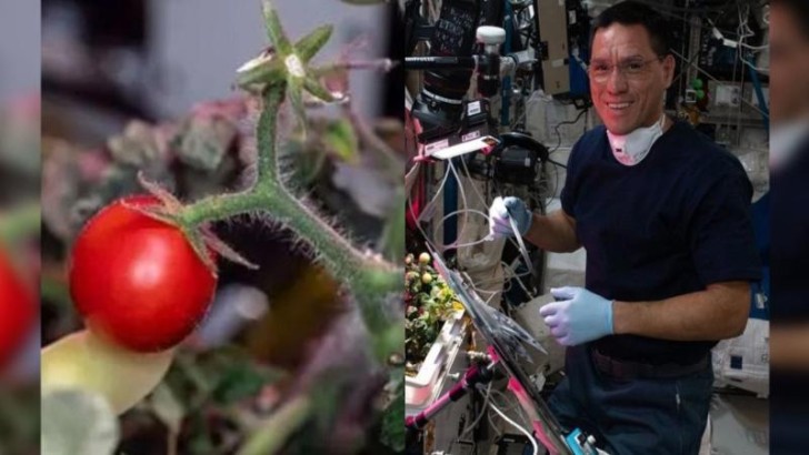 NASA astronavtının 8 ay əvvəl kosmosda itirdiyi kiçik pomidor tapılıb