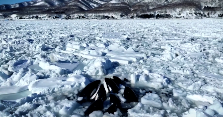 Balinalar buzların arasında sıxışıb qaldı