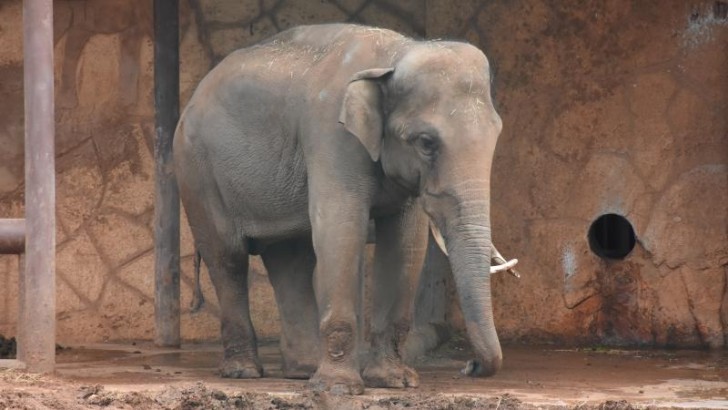 Tailandda fil sahibini əzərək öldürüb