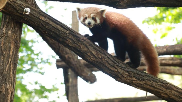 Nəsli kəsilməkdə olan iki qırmızı panda yeni evinə qovuşub