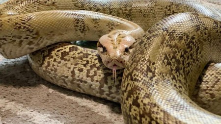 İndoneziyada itən qadının nəşi pitonun qarnından tapıldı