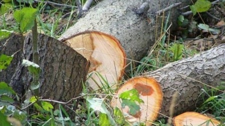 198 ağac kəsildi, təbiətə 413 min ziyan vuruldu -