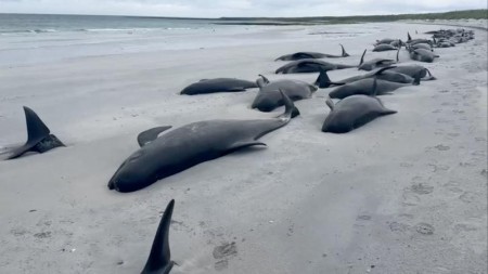 Şotlandiyada kütləvi balina ölümü: 1975-ci ildən bəri ilk