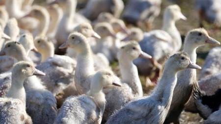 Yeni quş qripi variantı: 119 min heyvan məhv edilib