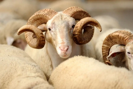 Qurbanlıq heyvanlar bu şərtlərlə kəsilməlidir