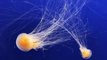 Nüvə stansiyasında meduza həyəcanı: Dörd reaktor söndürüldü