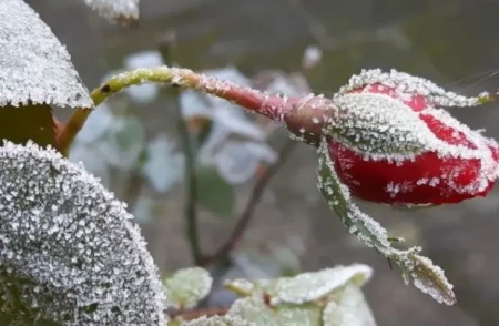 Dekabrın 29-na gözlənən hava: