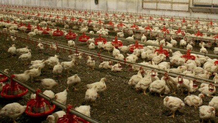 Quş qripi yayılır: Avstraliya ev quşlarını qapalı məkanlara keçirir