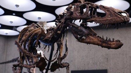 Nanotyrannus skeleti hərracda 47,3 milyon dollara satılıb