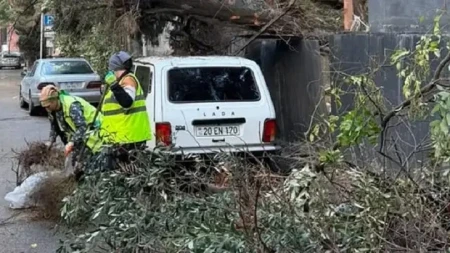 Bakıda tikinti şirkətinin yaşıllıq zolağını məhv etdiyi deyilir -